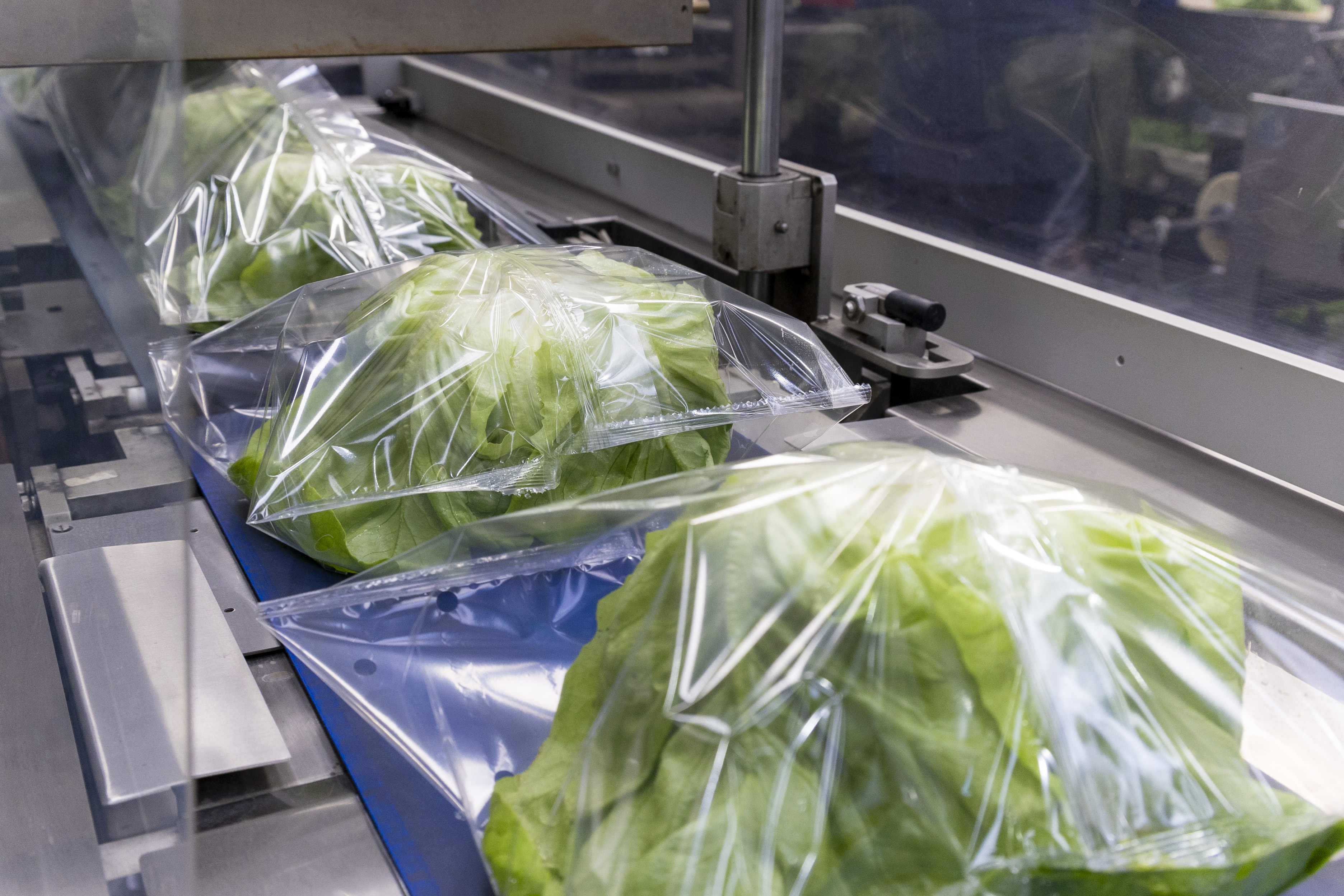 Horizontal flowpack (HFFS) wrapping lettuce in film on the conveyor